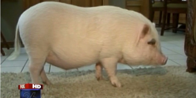 Wilbur gets to stay with family after judge's ruling.