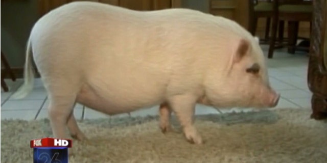 Wilbur gets to stay with family after judge's ruling.