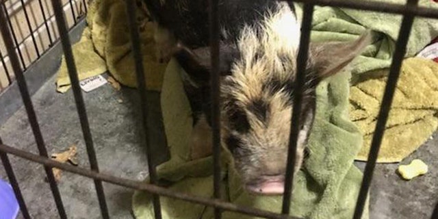 "Pork Roll" was eventually reunited with his owner.
