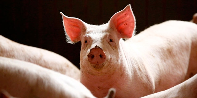 Randers, central Denmark, has made it mandatory for pork to always be on the menu in municipal canteens, drawing praise from the anti-immigration lobby which promotes ‘Danish food culture.’