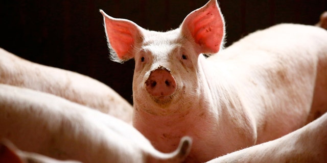 Randers, central Denmark, has made it mandatory for pork to always be on the menu in municipal canteens, drawing praise from the anti-immigration lobby which promotes ‘Danish food culture.’