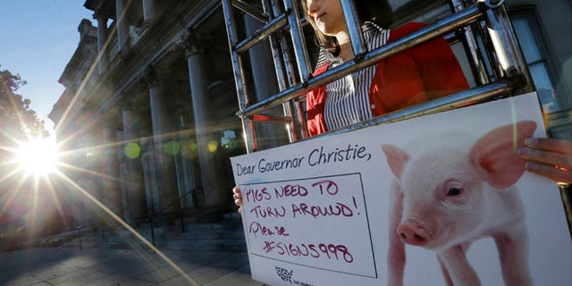 Oct. 27, 2014: Sarah Swingle, of Charleston, S.C., with the Humane Society of the United States, stands immobilized in a human-sized "gestation crate," in front of the Statehouse, in Trenton, N.J. (AP)