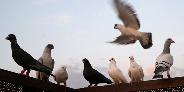 Homeless pigeon