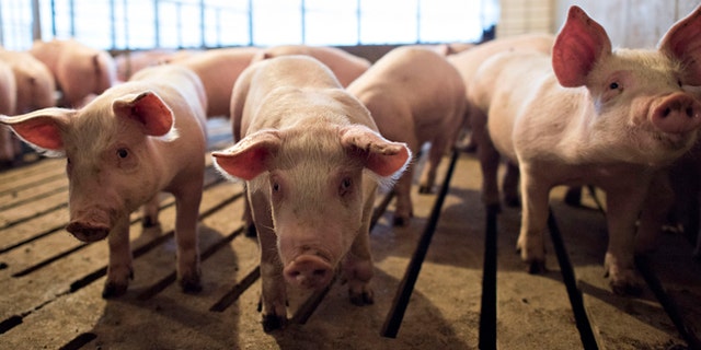 Nov. 19, 2014: Several-week-old pigs stand in a pen inside a barn at Paustian Enterprises in Walcott, Iowa. (Reuters)