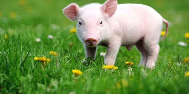 A piglet scampers in the grass. "There is without a doubt an effect of specific noises on animals," the farmer in Belgium said of his pigs' reactions to music.
