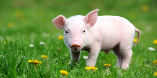 A piglet scampers in the grass. "There is without a doubt an effect of specific noises on animals," the farmer in Belgium said of his pigs' reactions to music.