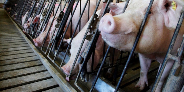 Pigs feeding at a farm in Indiana. (REUTERS/John Gress)