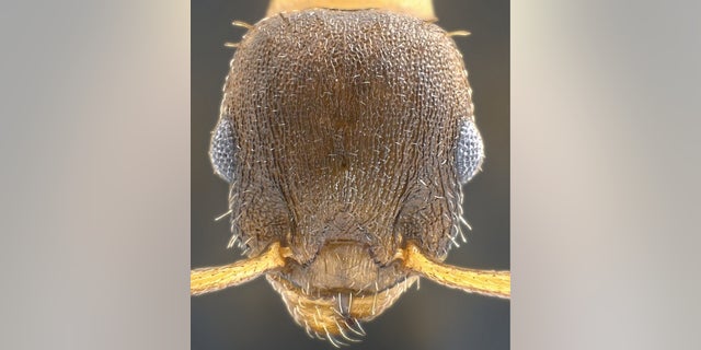 The "pillage ant," or Temnothorax pilagens, launches raids on the protected homes of other ants and takes captives for its slave workforce.
