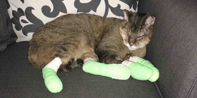 Pilot was adopted by the Thompson family in 2004, when they lived in Santa Rosa, Calif. When he was found in October, it was just more than a mile away from where his old home used to be.