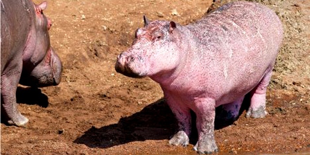 Wildlife photographers in Kenya were pleasantly surprised to stumble across this rare site: a pink hippo.