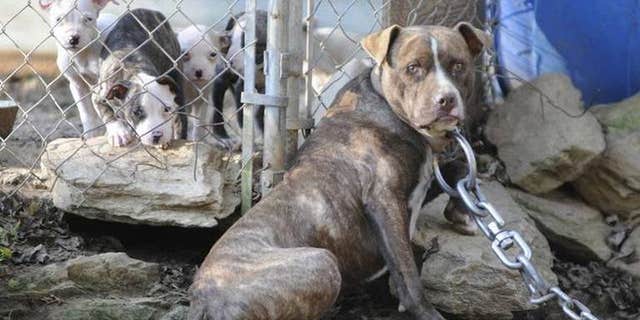 A woman was killed and her husband seriously hurt after two pit bulls mauled them on Christmas Eve.