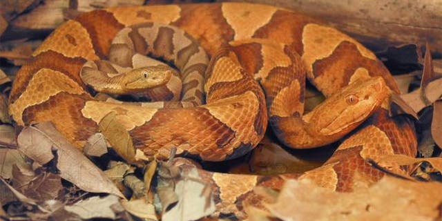 A female copperhead snake (Agkistrodon contortrix) and her offspring.