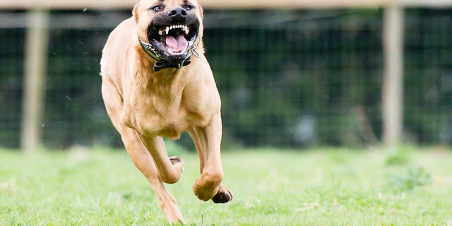 Large dangerous dog at large in the park