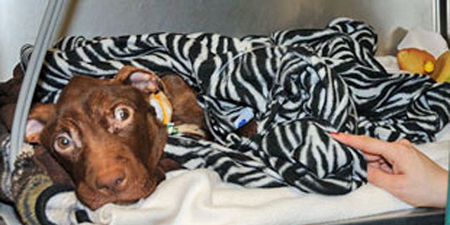 Patrick the pit bull was found starved and barely alive inside a garbage chute at the Garden Spiers apartment complex in Newark, N.J.,  on March 16 (AHS).