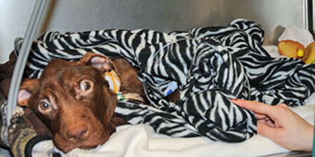 Patrick the pit bull was found starved and barely alive inside a garbage chute at the Garden Spiers apartment complex in Newark, N.J., on March 16 (AHS).