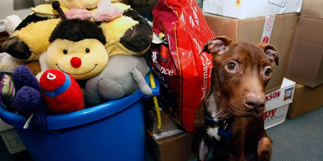 April 5: A 1-year-old pit bull nicknamed Patrick sits near piles of gifts donated to him as he recovers at Garden State Veterinary Specialists in Tinton Falls, N.J.