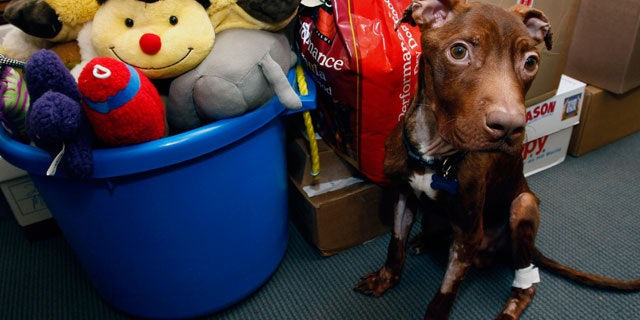 April 5: A 1-year-old pit bull nicknamed Patrick sits near piles of gifts donated to him as he recovers at Garden State Veterinary Specialists in Tinton Falls, N.J.