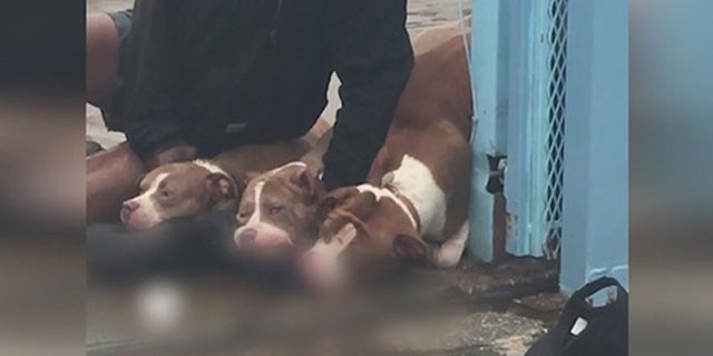 pitbulls660