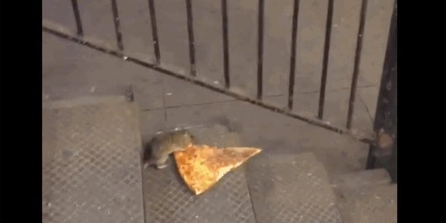 Behold Pizza rat.