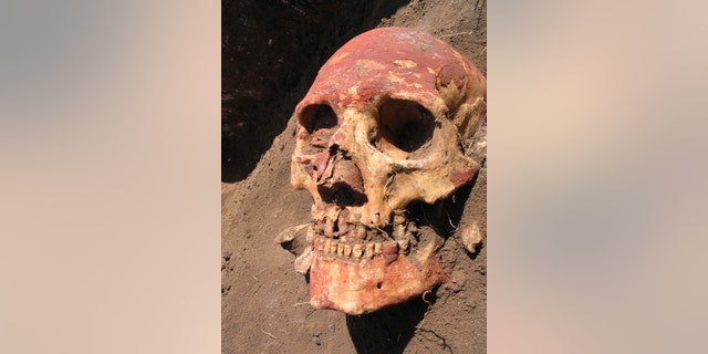 In this undated photo released by Cell journal, a Bronze Age human skull painted with red ochre, from the Yamnaya culture of Central Asia, one of the cultures that carried the early strains of plague. (Simon Rasmussen/Cell 2015 via AP)