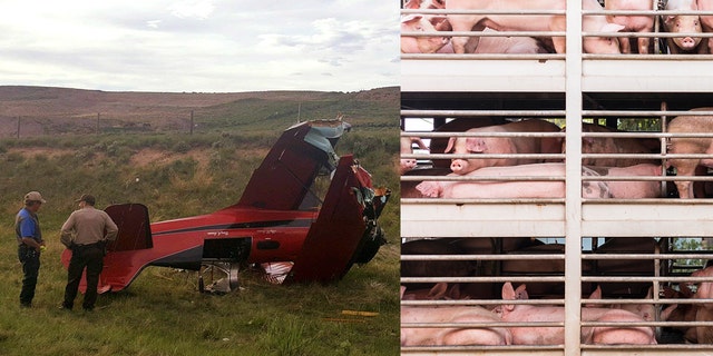 No persons were injured in the crash, though the fate of the pigs remains unknown at this time.