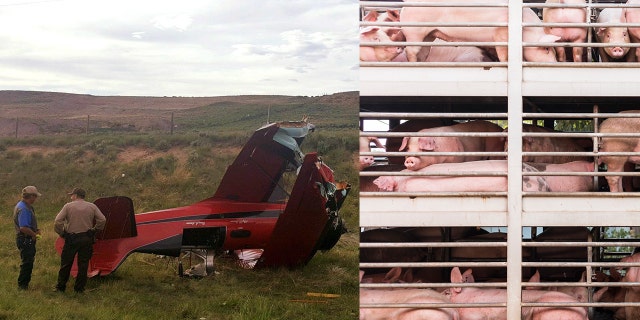 No persons were injured in the crash, though the fate of the pigs remains unknown at this time.