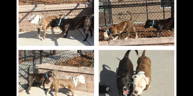 (Fox 5/Courtesy Gwinnett County Police Department)