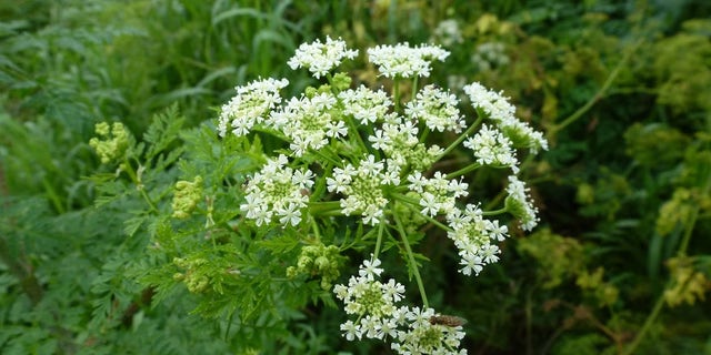 Poison hemlock can grow up to 12 feet tall and has small, white flowers in clusters.