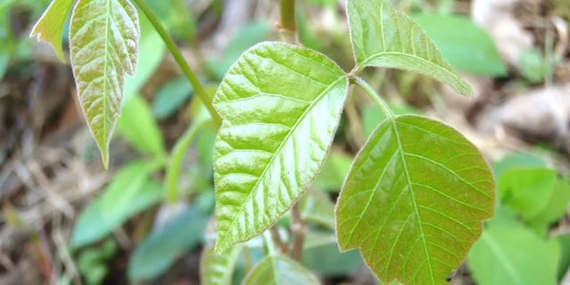 Poison ivy is a pain, but hikers should learn to spot a few other dangerous plants as well.