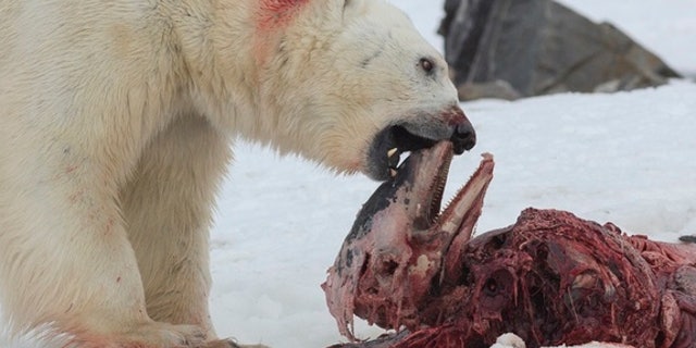 An adult male polar bear feeds on the head of a white-beaked dolphin on a fjord on Svalbard,
