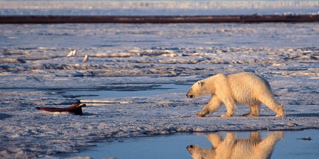 This undated file photo provided by Subhankar Banerjee shows a polar bear in the Arctic National Wildlife Refuge in Alaska.