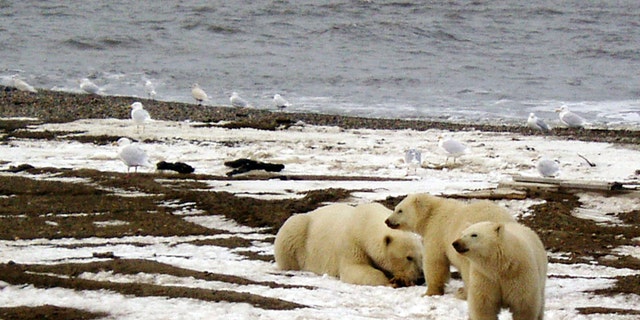 A polar bear sow and two cubs are seen on the Beaufort Sea coast within the 1002 Area of the Arctic National Wildlife Refuge in this undated handout photo provided by the U.S. Fish and Wildlife Service