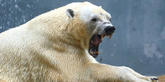 Polar bear - file photo.