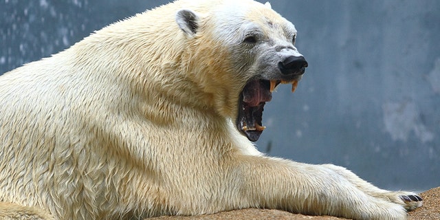 Polar bear - file photo.