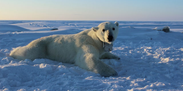In this April 15, 2015, file photo, provided by the United States Geological Survey, a polar bear wearing a GPS video-camera collar lies on a chunk of sea ice in the Beaufort Sea.