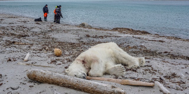 Authorities search the coastline, Saturday, July 28, 2018, after a polar bear attacked and injured a polar bear guard who was leading tourists off a cruise ship on the Svalbard archipelago archipelago between mainland Norway and the North Pole.