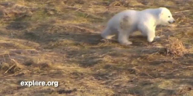 In this screenshot from Explore.org's live web cam, Siku, a baby polar bear, plays at the Scandinavian Wildlife Park in Kolind, Denmark.