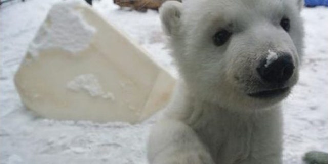 Polar bear cub frolicks in snow for first time. (Toronto Zoo)