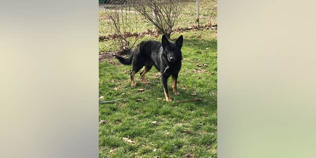 Roseco is a 20-month-old German Shepard.