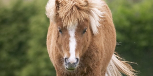 A pony like this was left at reception at a Travelodge.