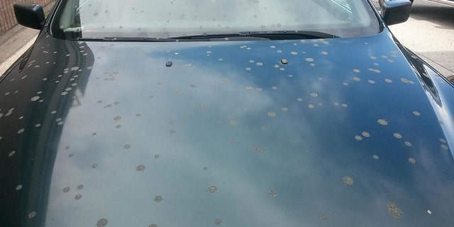 Residents of Kelowna, in British Columbia, claim their cars were covered in poop last month.