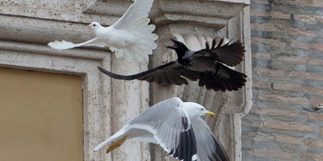 Jan. 26, 2014: A dove which was freed by children flanked by Pope Francis during the Angelus prayer, is chased by a black crow in St. Peter's Square, at the Vatican.