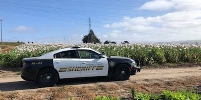 Deputies are investigating after an opium poppy field was found under cultivation on the Monterey Peninsula in California.