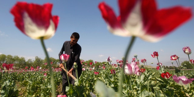 In this April 17, 2014 photo, an Afghan man works on a poppy field in Jalalabad province.
