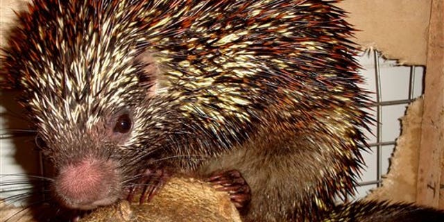 A new species of the porcupine "Coendou speratus" in Pernambuco, Brazil.