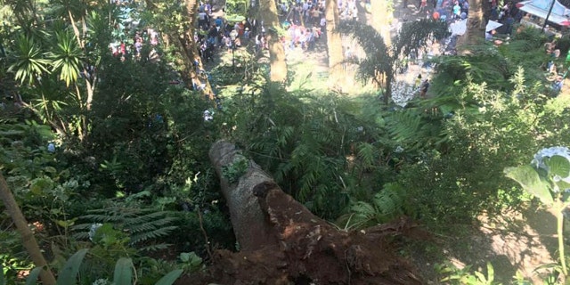 A fallen tree is seen at the scene where the tree fell on a a large crowd gathered as part of a traditional religious festival in the outskirts of Funchal, the capital of Madeira island, Portugal.