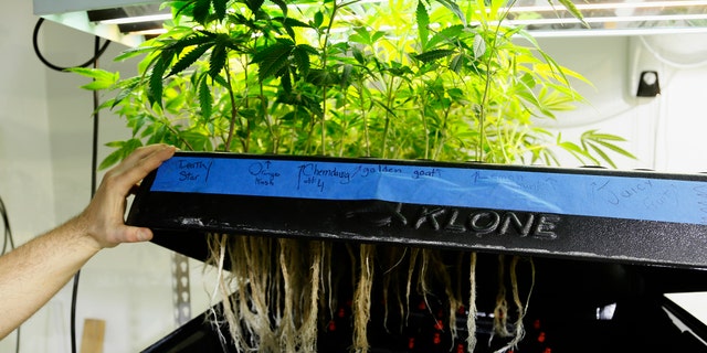 "In Denver, marijuana production predominately happens inside of warehouses," explained Colorado Harvest Company CEO Tim Cullen. "We have to recreate the sun in order to get marijuana plants to flower indoors."