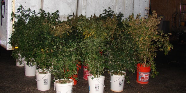 This undated photo released by the Howard County, Md., police, shows marijuana plants that were discovered at the home of 44-year-old Richard Marriott, after a car crashed into Marriott's home in Ellicott City, Md. Marriott and another person were uninjured when a BMW driven by 20-year-old Bryan Bolster crashed into Marriott's house and burst into flames on Dec. 10. Bolster died in the crash. Howard County police say fire investigators were inspecting Marriott's home when they found the drugs. (AP/Howard County Police)