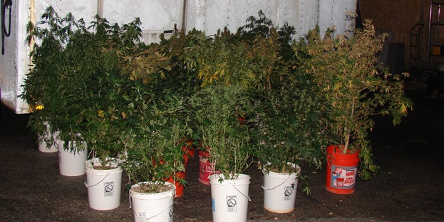 This undated photo released by the Howard County, Md., police, shows marijuana plants that were discovered at the home of 44-year-old Richard Marriott, after a car crashed into Marriott's home in Ellicott City, Md. Marriott and another person were uninjured when a BMW driven by 20-year-old Bryan Bolster crashed into Marriott's house and burst into flames on Dec. 10. Bolster died in the crash. Howard County police say fire investigators were inspecting Marriott's home when they found the drugs. (AP/Howard County Police)
