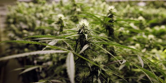 FILE: Nov. 8, 2012: Marijuana plants flourish under the lights at a grow house in Denver.